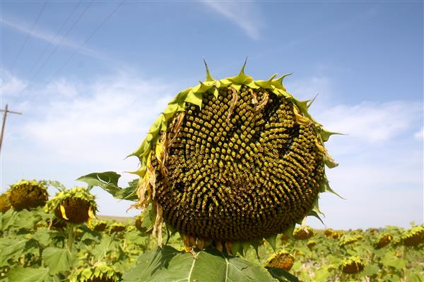 sunflower head