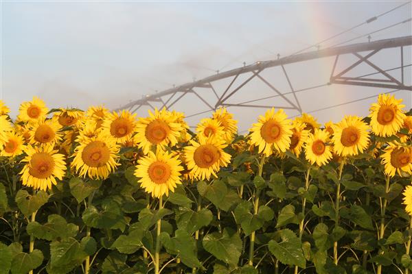 sunflower field being sprayed