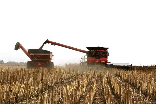 harvesting field