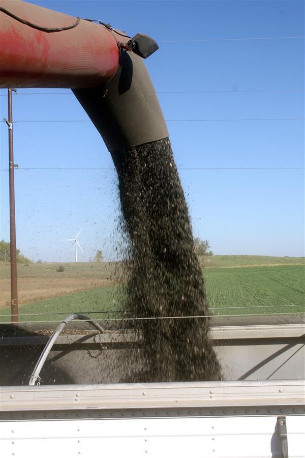 sf seed from combine into semi