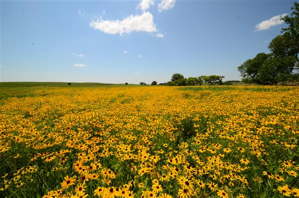 conservation field