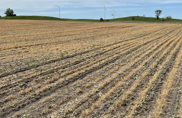 2 - beginning crop
