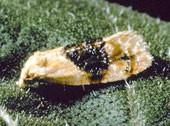 Banded Sunflower Moth