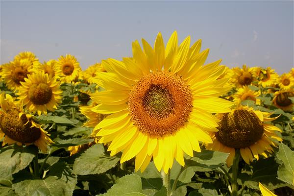 large sunflower