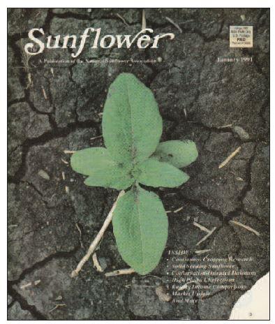 Sunflower magazine cover January 1991